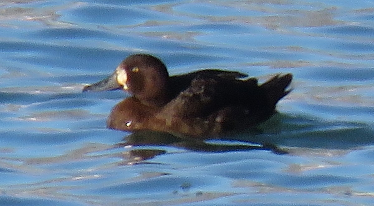 Greater Scaup - ML191933911