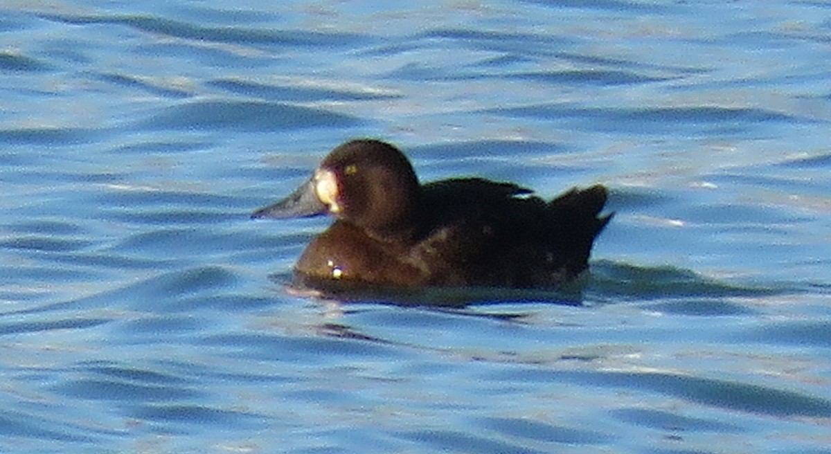 Greater Scaup - ML191933921