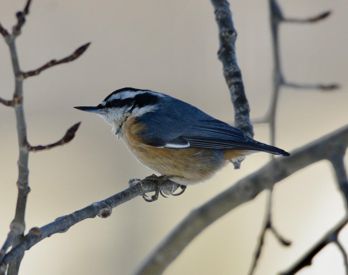 Red-breasted Nuthatch - ML191937821
