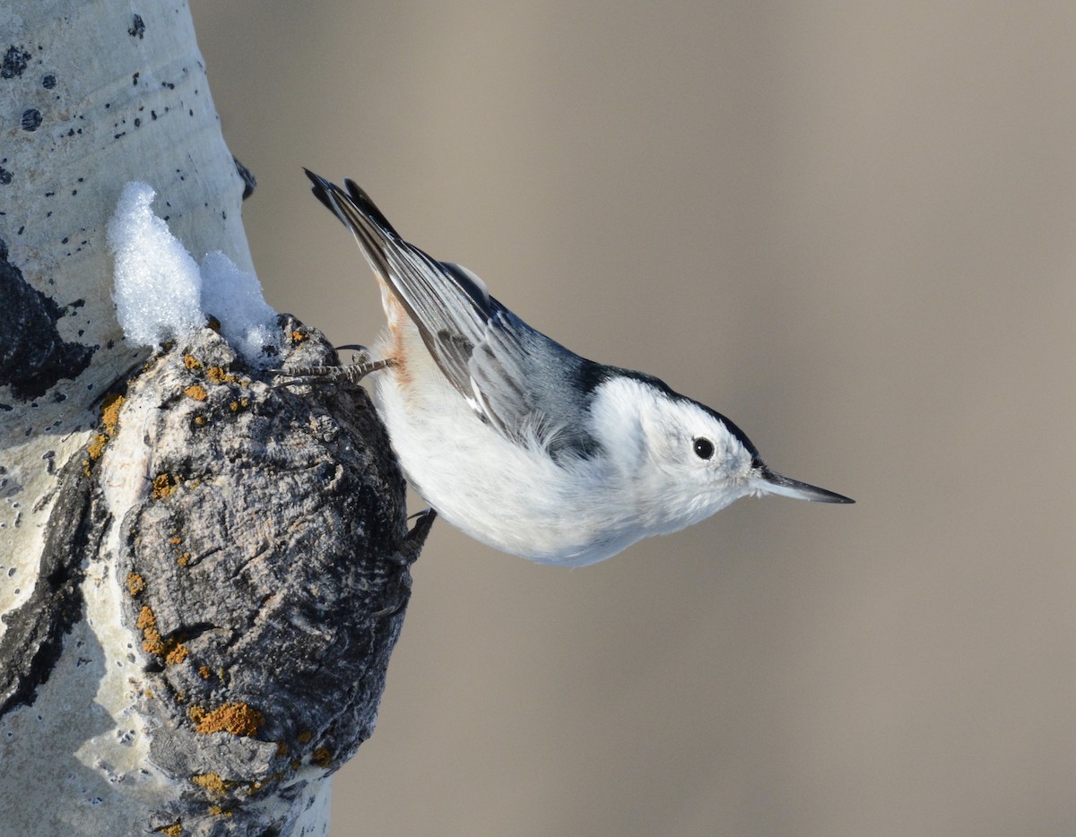 White-breasted Nuthatch - ML191938341