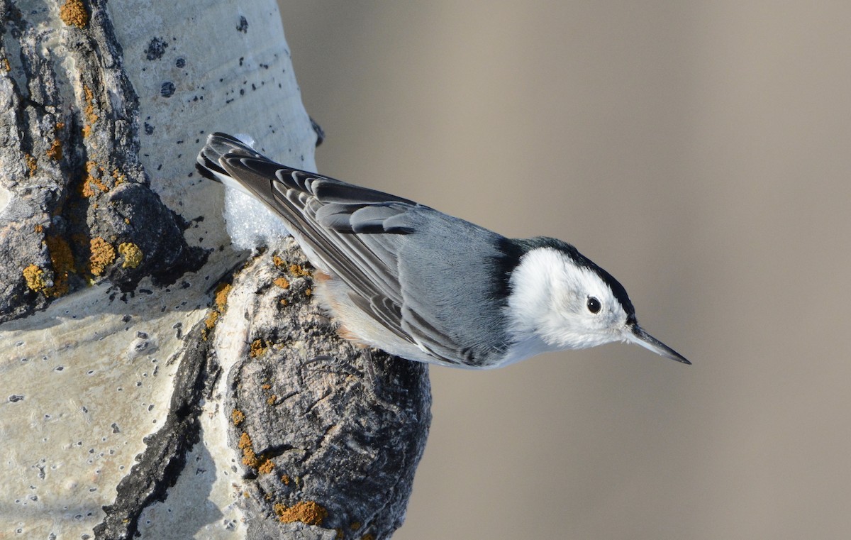 White-breasted Nuthatch - ML191938351
