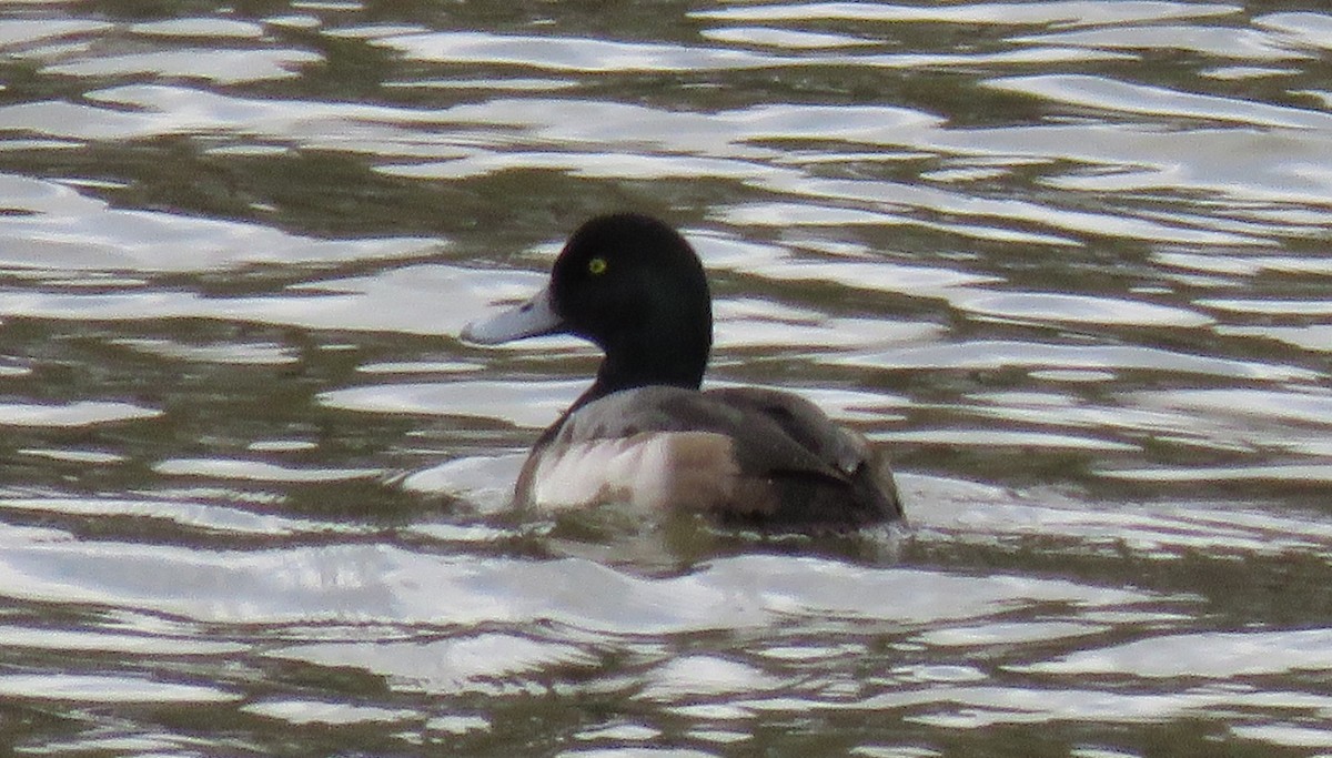 Greater Scaup - ML191942431