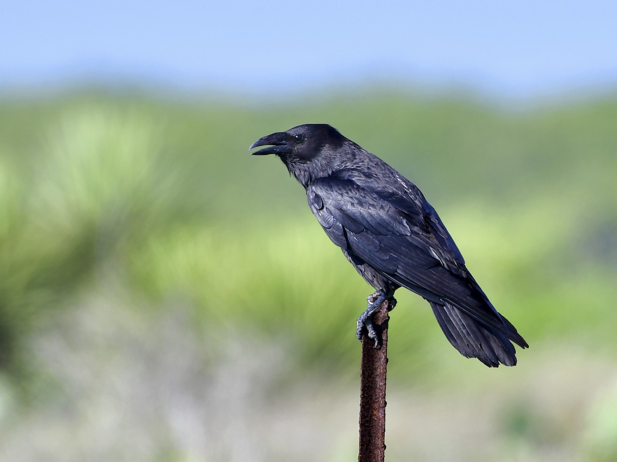 Chihuahuan Raven - Corvus cryptoleucus - Birds of the World