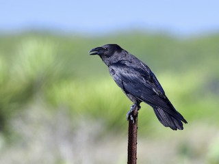 - Chihuahuan Raven
