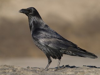  - Common Raven