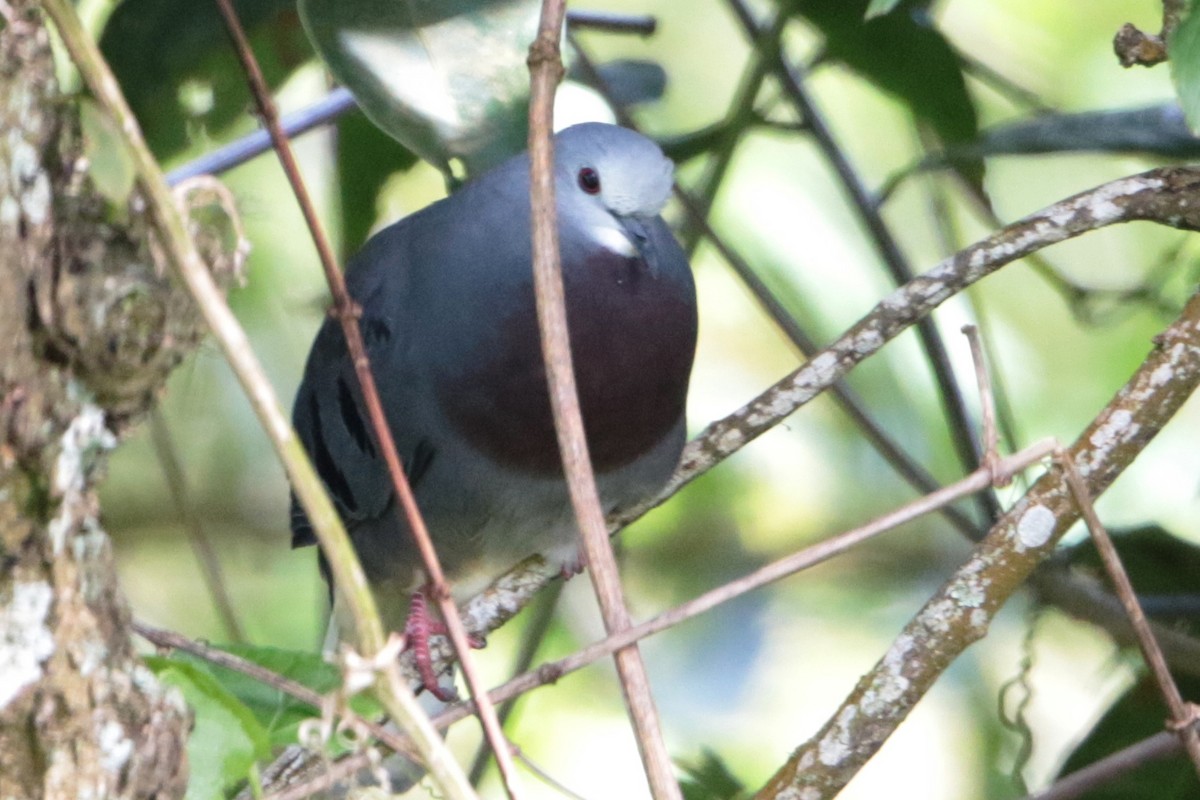 Maroon-chested Ground Dove - ML191944661