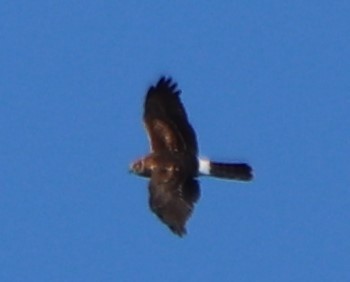 Northern Harrier - valerie heemstra