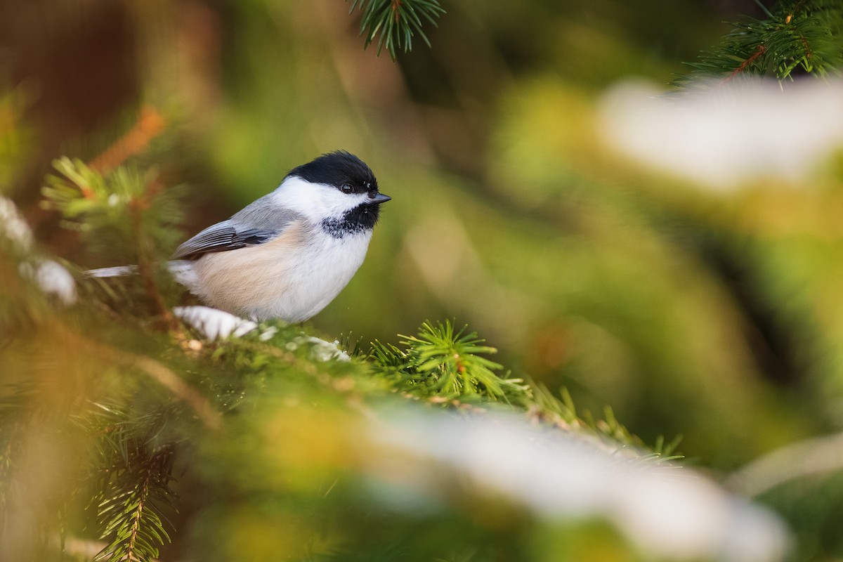 Black-capped Chickadee - Kyle Tansley