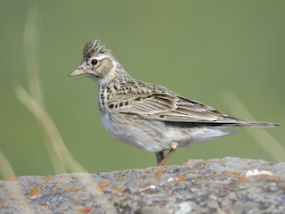  - Eurasian Skylark