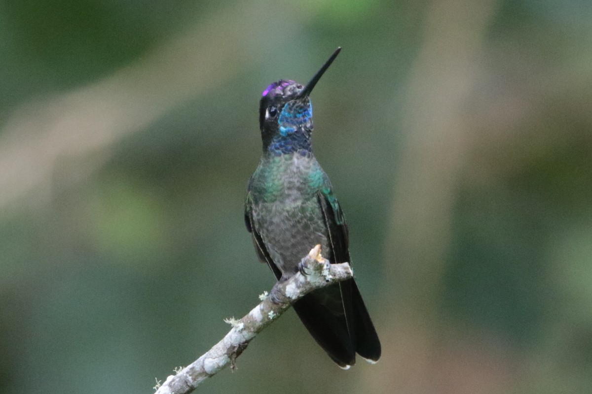 Talamanca Hummingbird - ML191948641