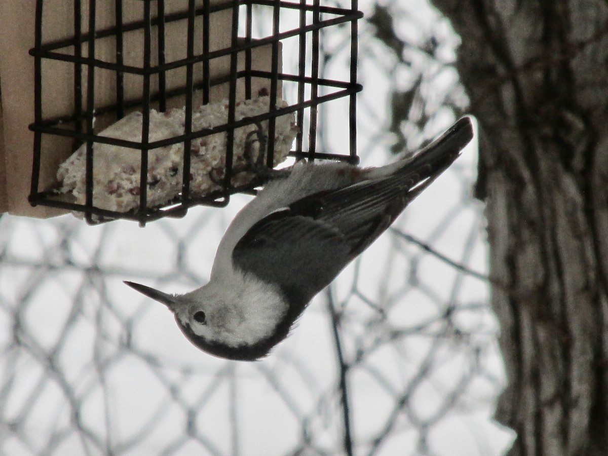 White-breasted Nuthatch - ML191949761