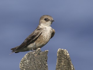  - Northern Rough-winged Swallow