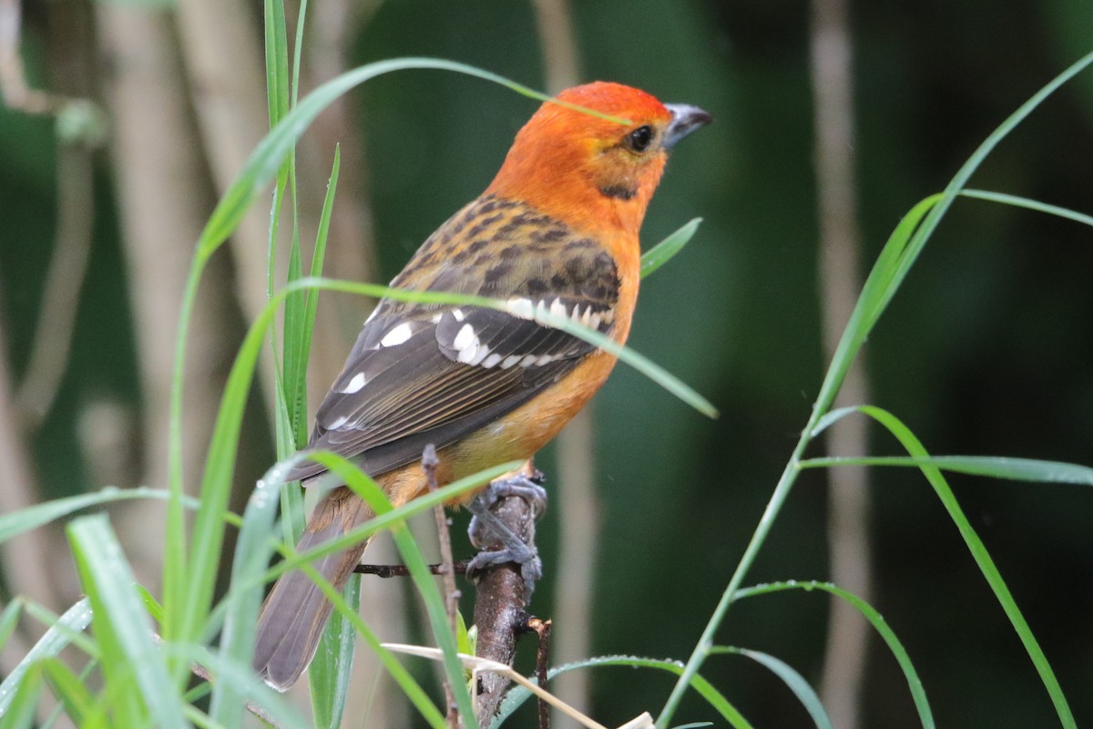 Flame-colored Tanager - ML191952061
