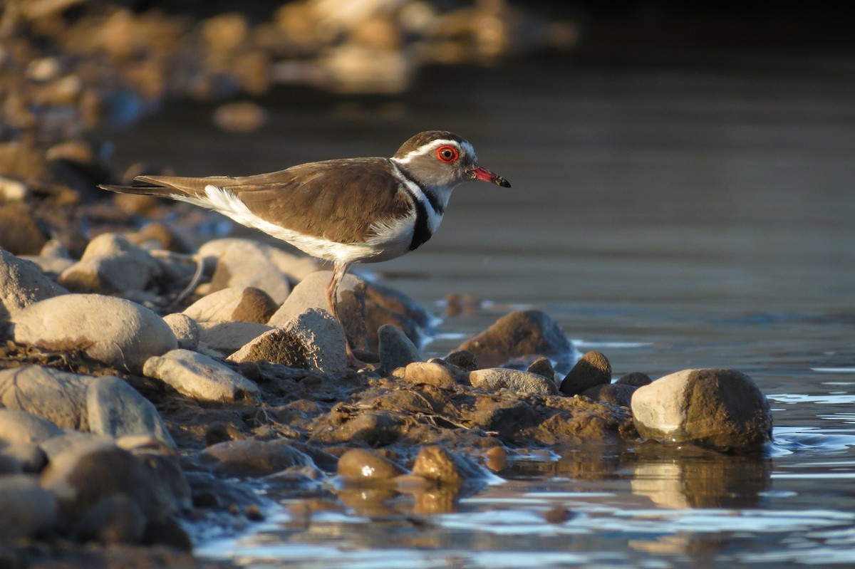 Three-banded Plover - Rei Segali