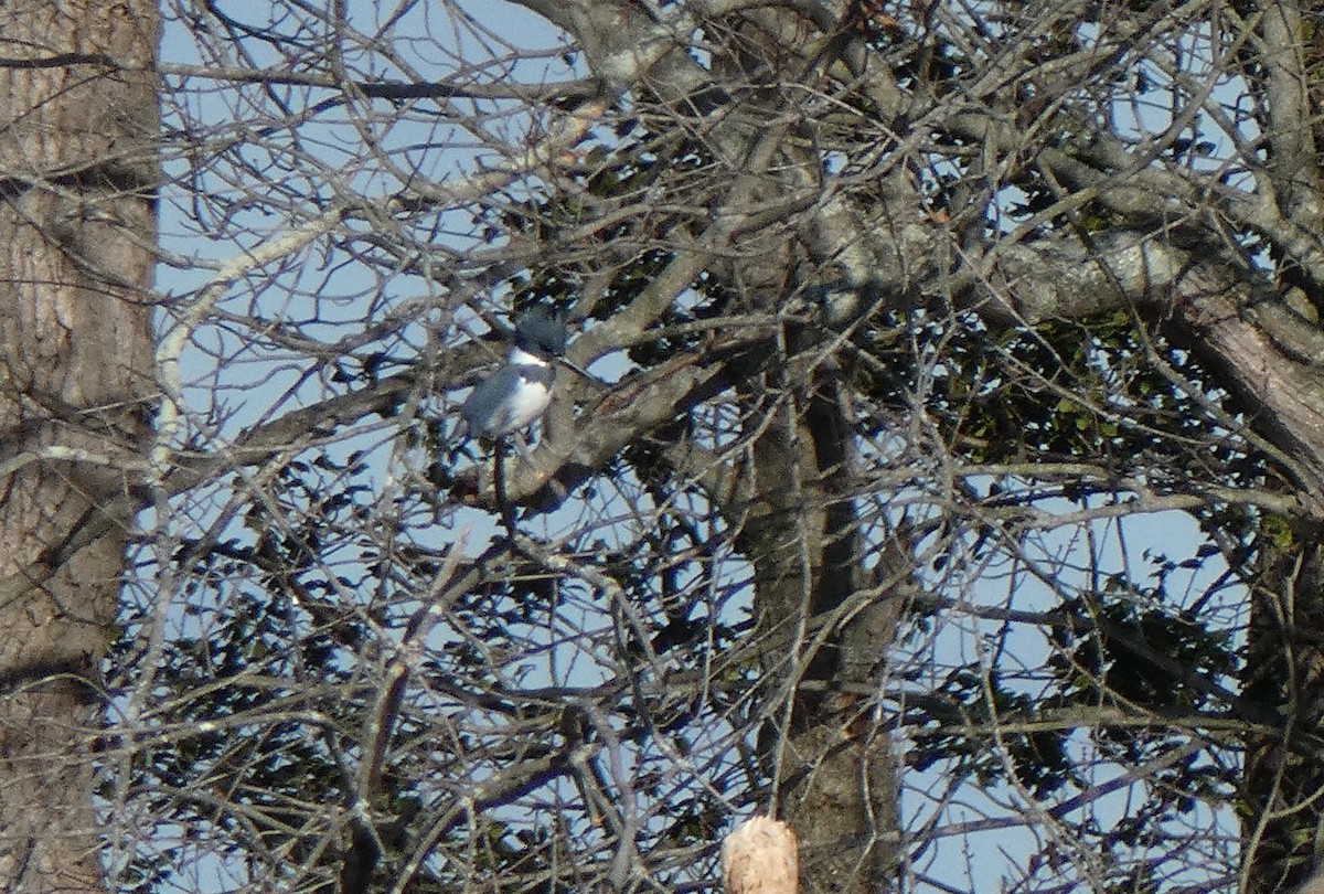 Belted Kingfisher - ML191961791