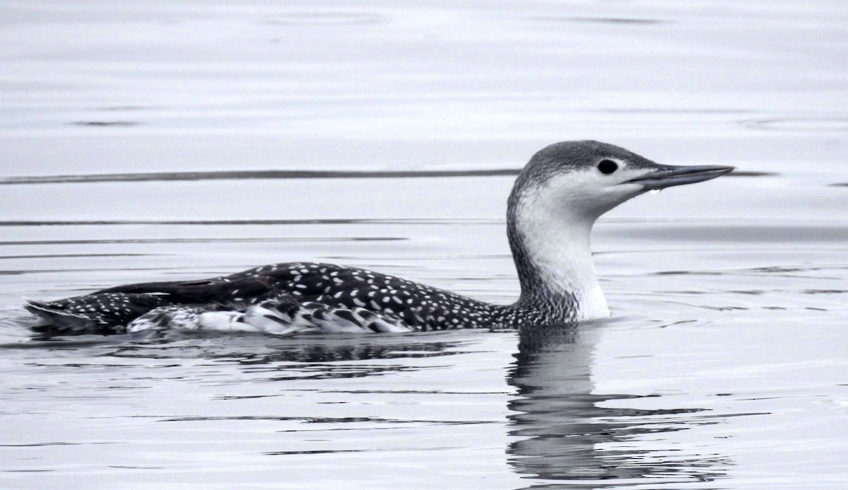 Red-throated Loon - ML191969101