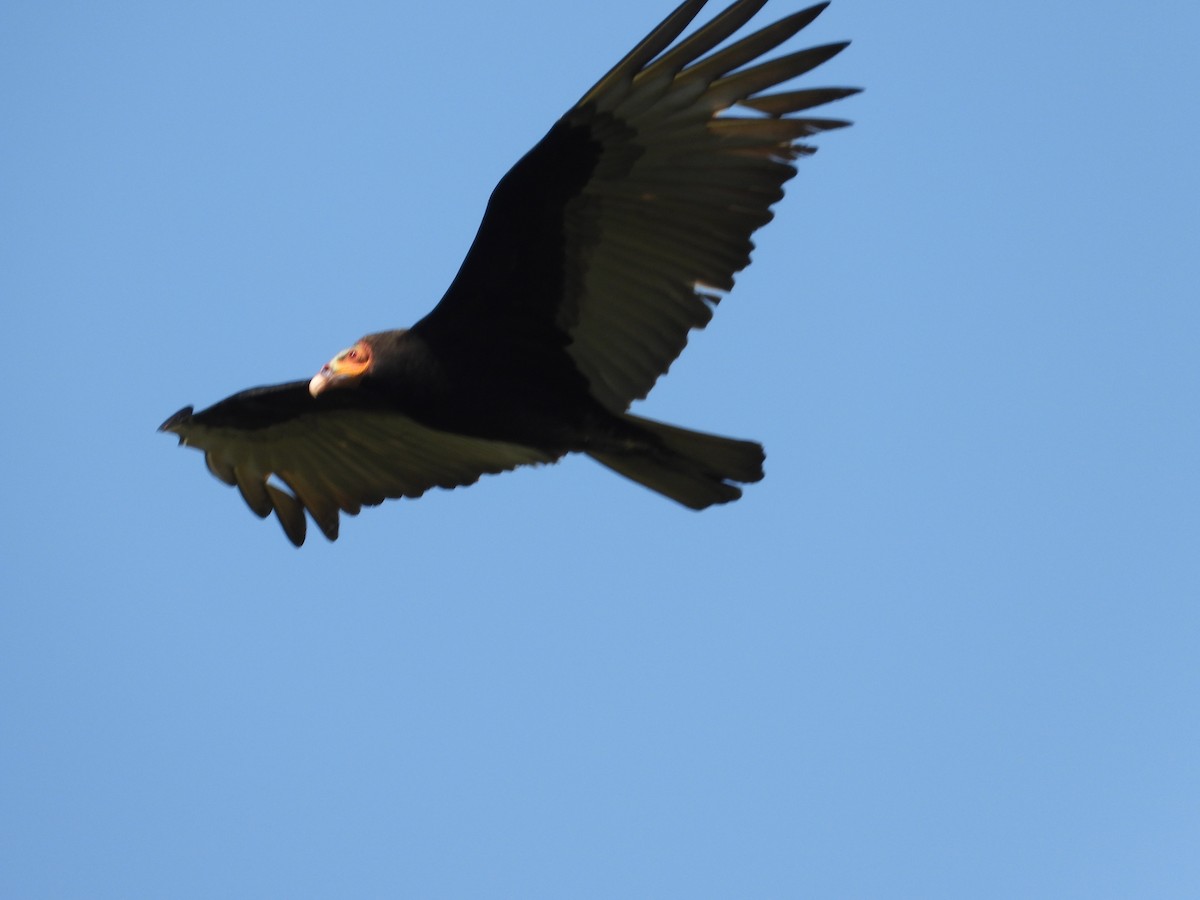 Lesser Yellow-headed Vulture - Adrianh Martinez-Orozco