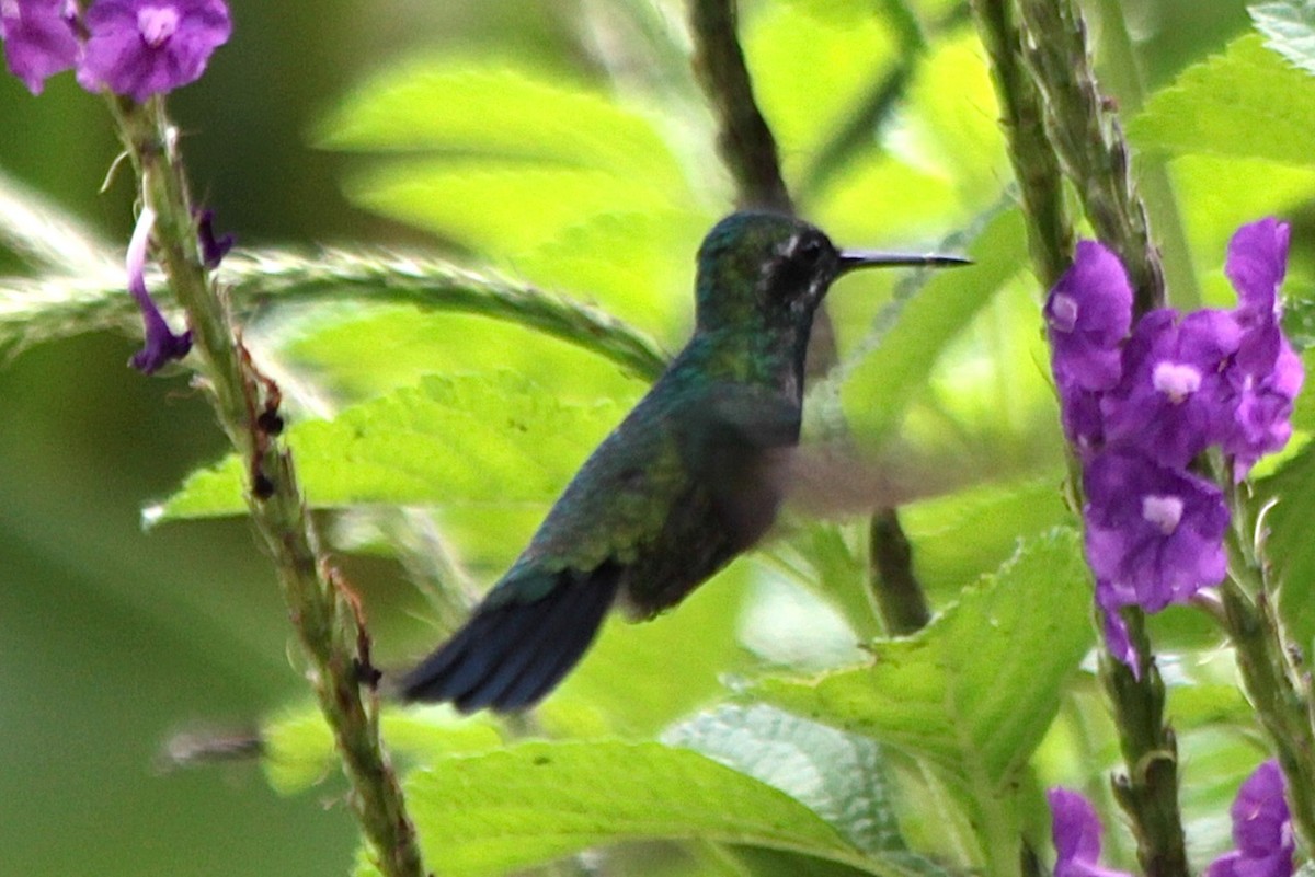Blue-tailed Emerald - ML191972291