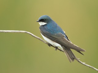  - Tree Swallow