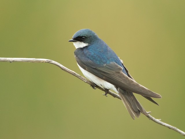 north texas tree swallows