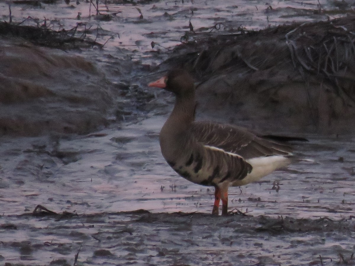 Greater White-fronted Goose - Andrew Emlen