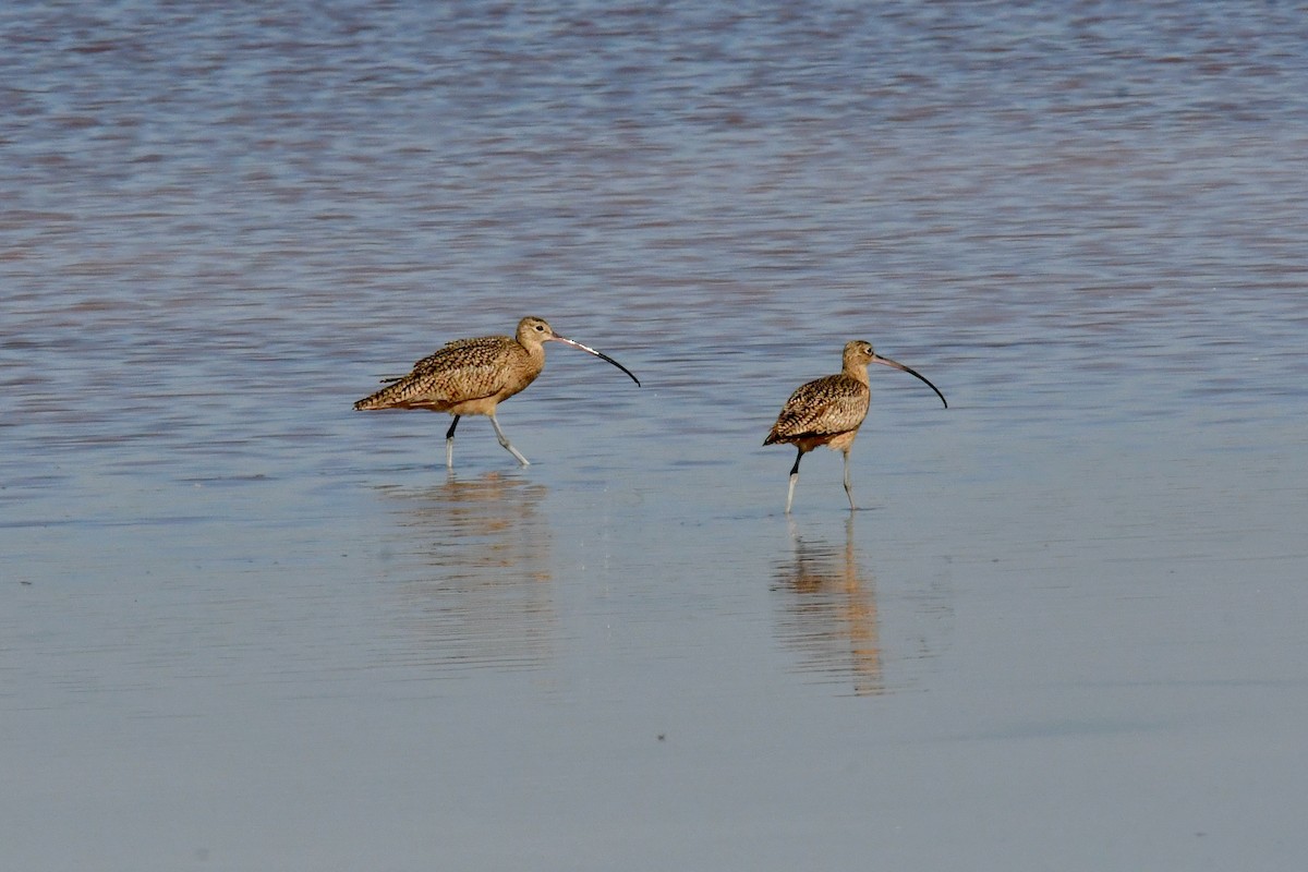 Long-billed Curlew - ML191975041