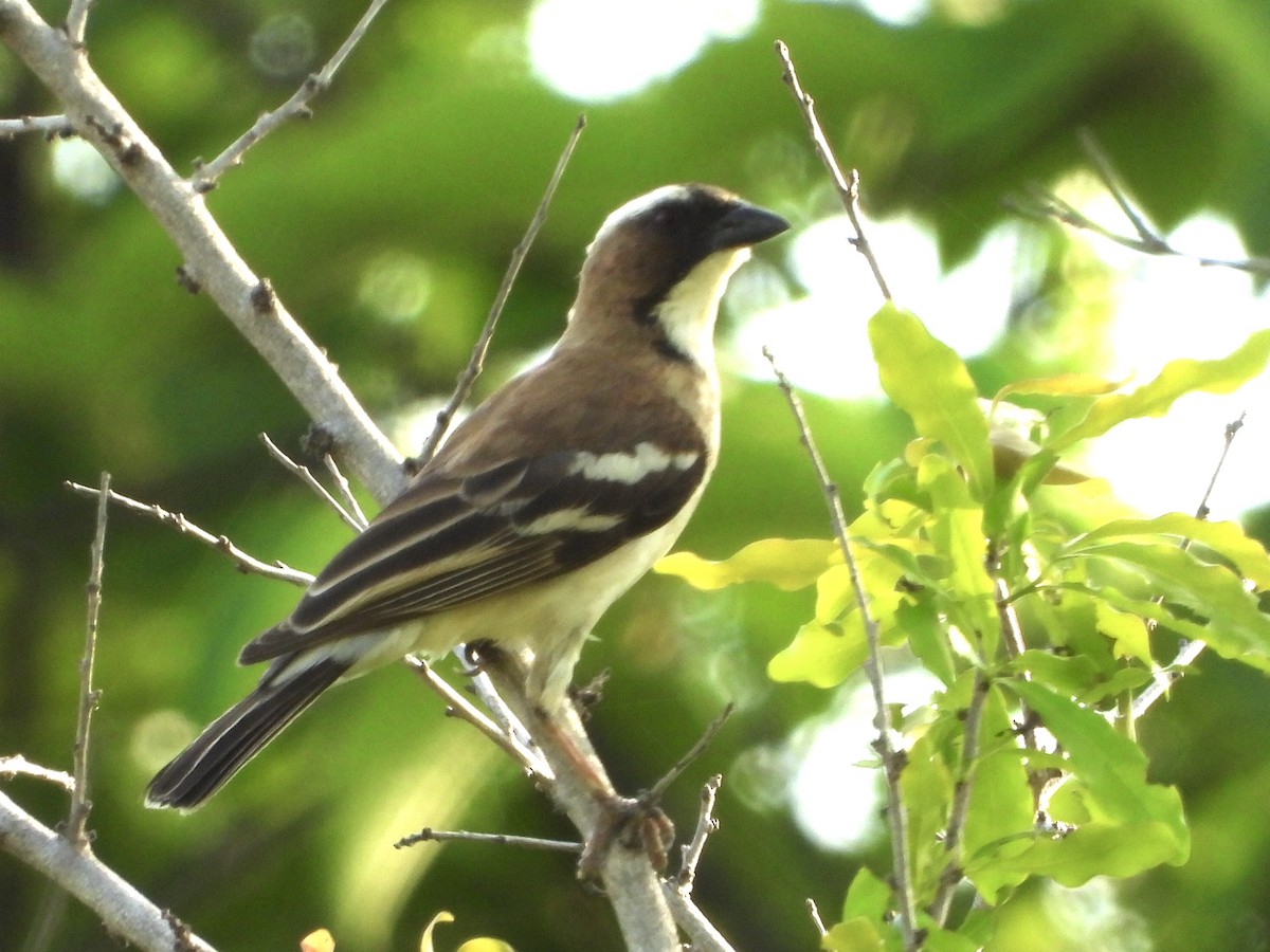 White-browed Sparrow-Weaver - GARY DOUGLAS
