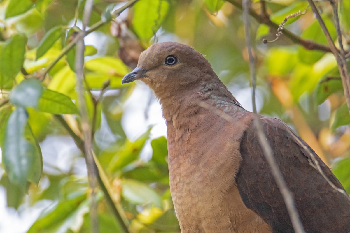Brown Cuckoo-Dove - ML191978181
