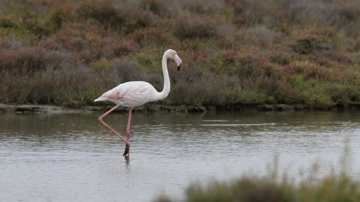 Greater Flamingo - Sean Fitzgerald