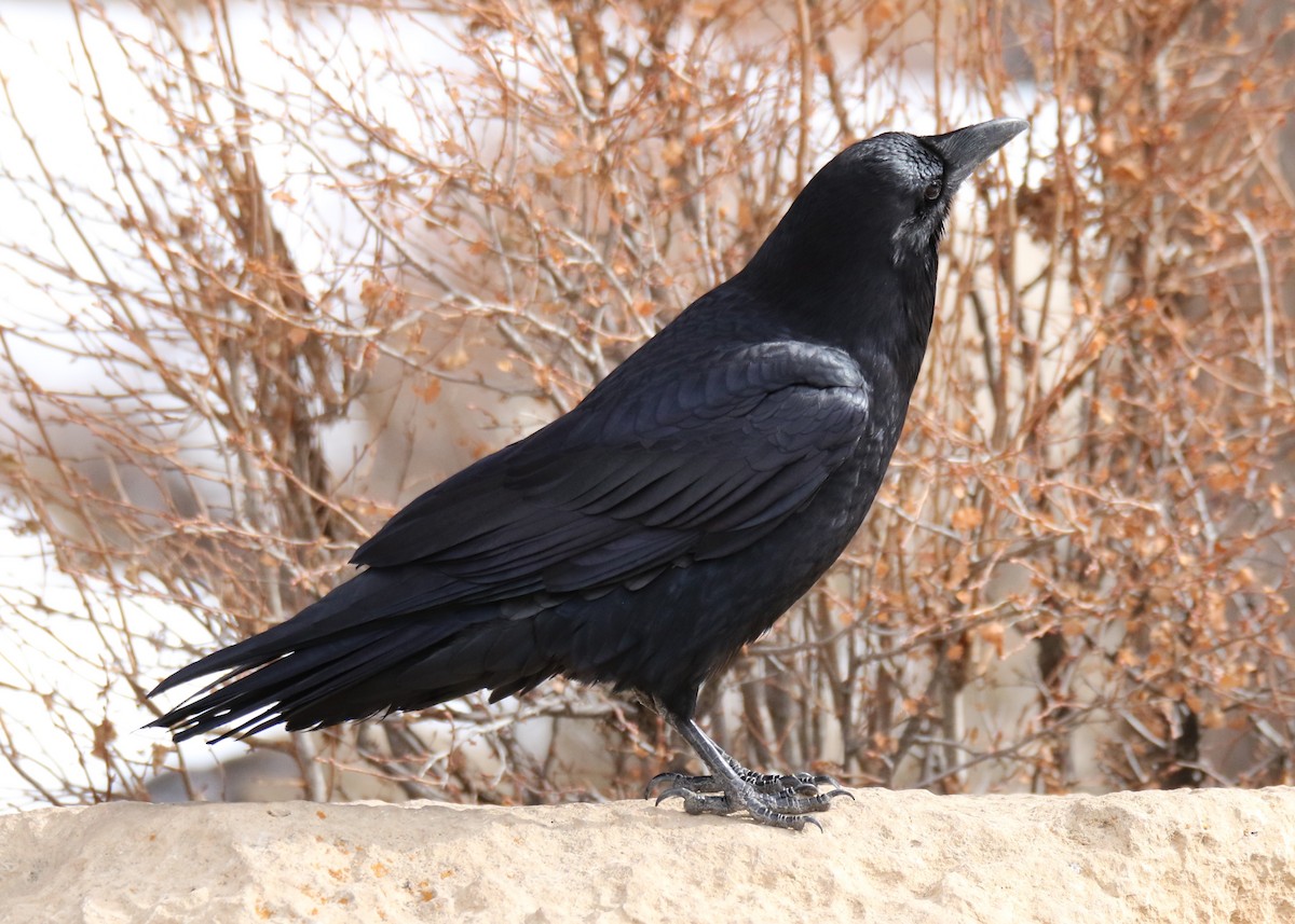 Common Raven - ML191980641
