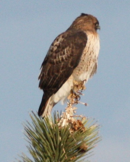 Red-tailed Hawk - Cathy Cox