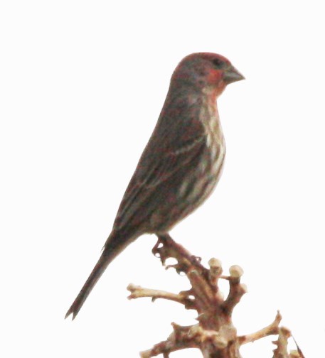 House Finch - Cathy Cox