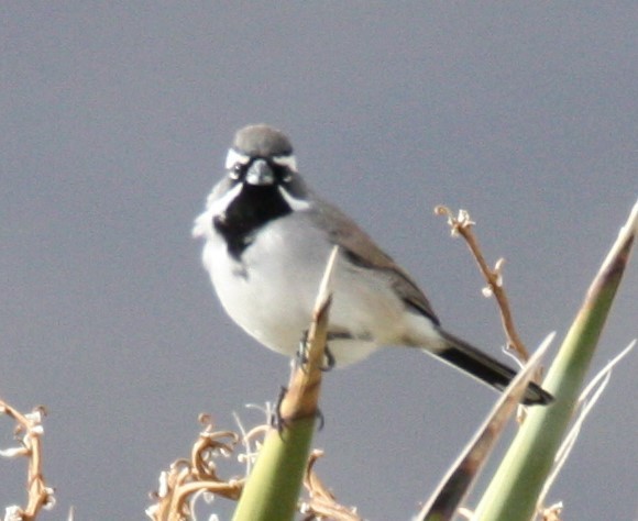 Black-throated Sparrow - ML191982101