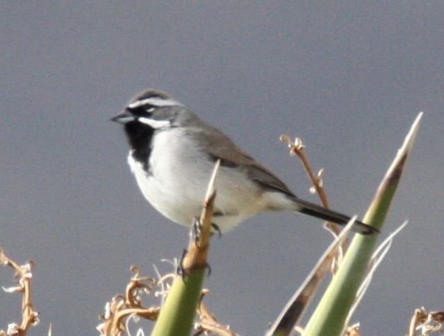 Black-throated Sparrow - ML191982151
