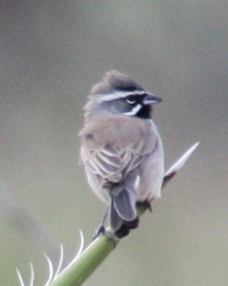 Black-throated Sparrow - ML191982201