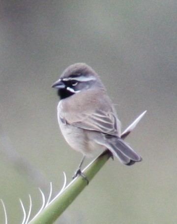 Black-throated Sparrow - ML191982251