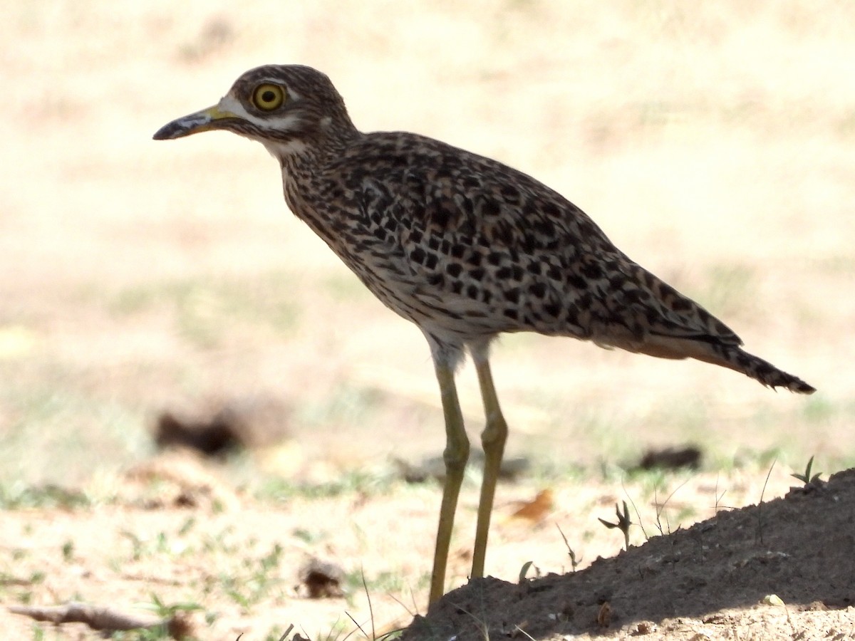 Spotted Thick-knee - ML191982981