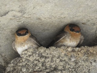  - Cave Swallow