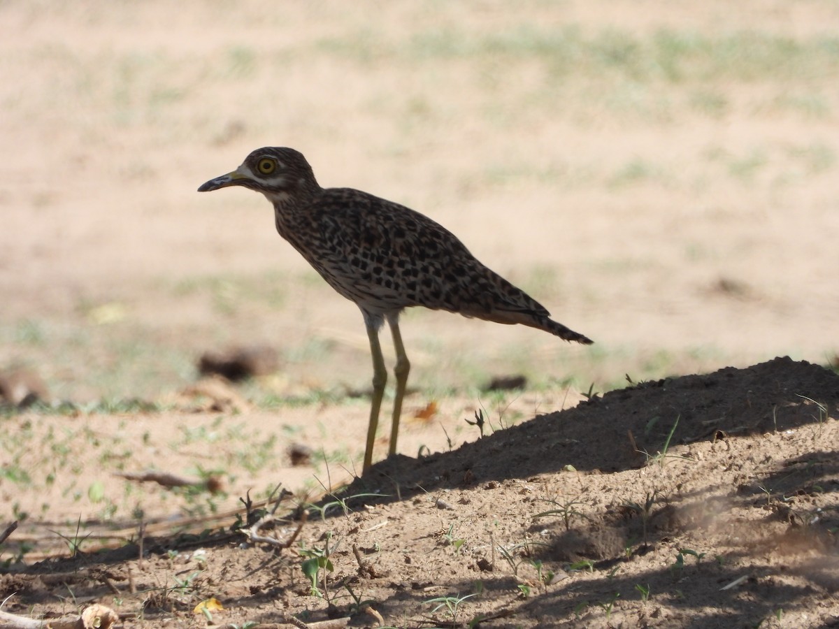 Spotted Thick-knee - ML191983161