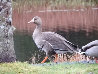 Greater White-fronted Goose, ML191983251