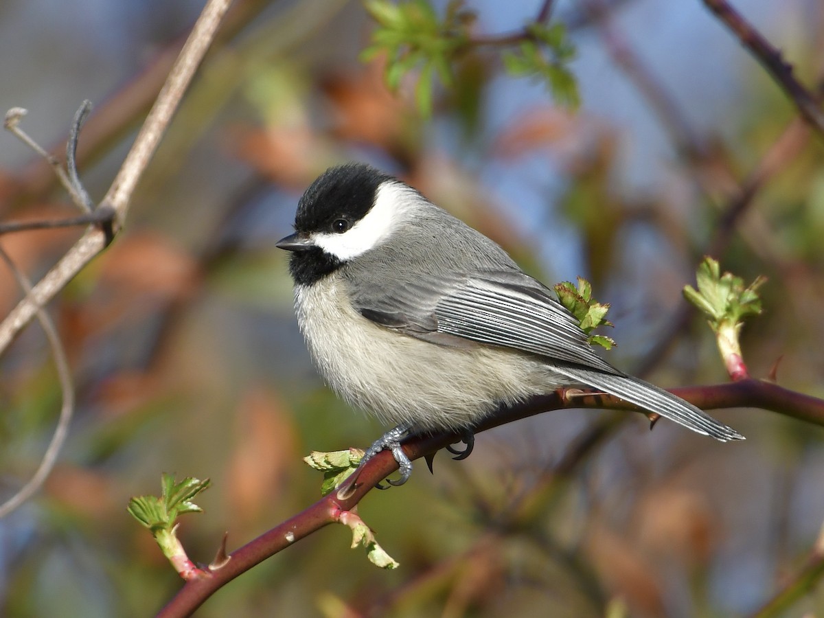 Carolina Chickadee - Poecile carolinensis - Birds of the World, image size:1200x900