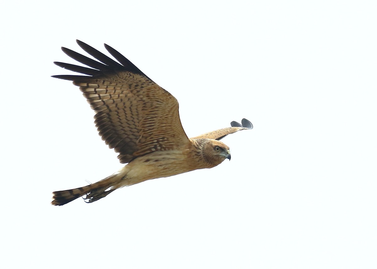 Spotted Harrier - ML191985061
