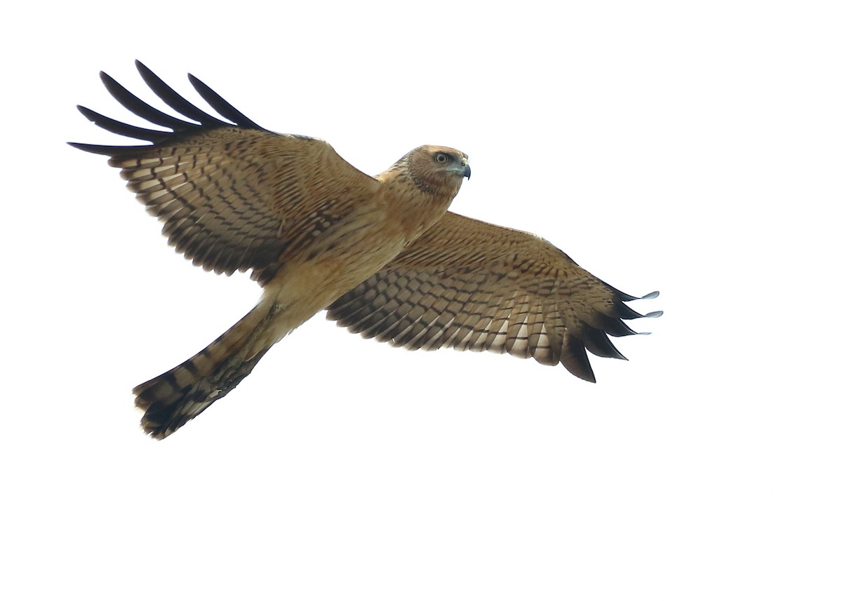 Spotted Harrier - ML191985071