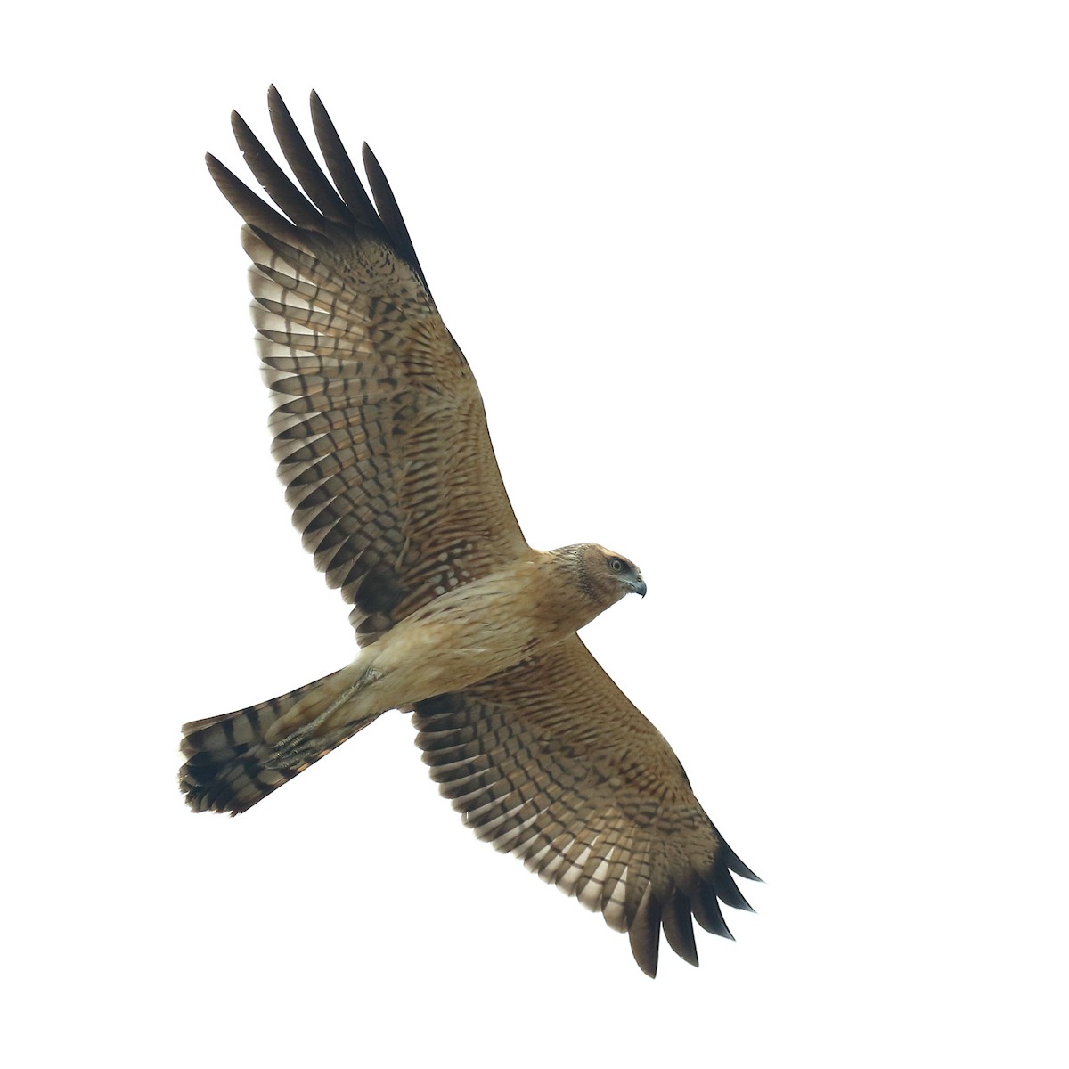 Spotted Harrier - ML191985091