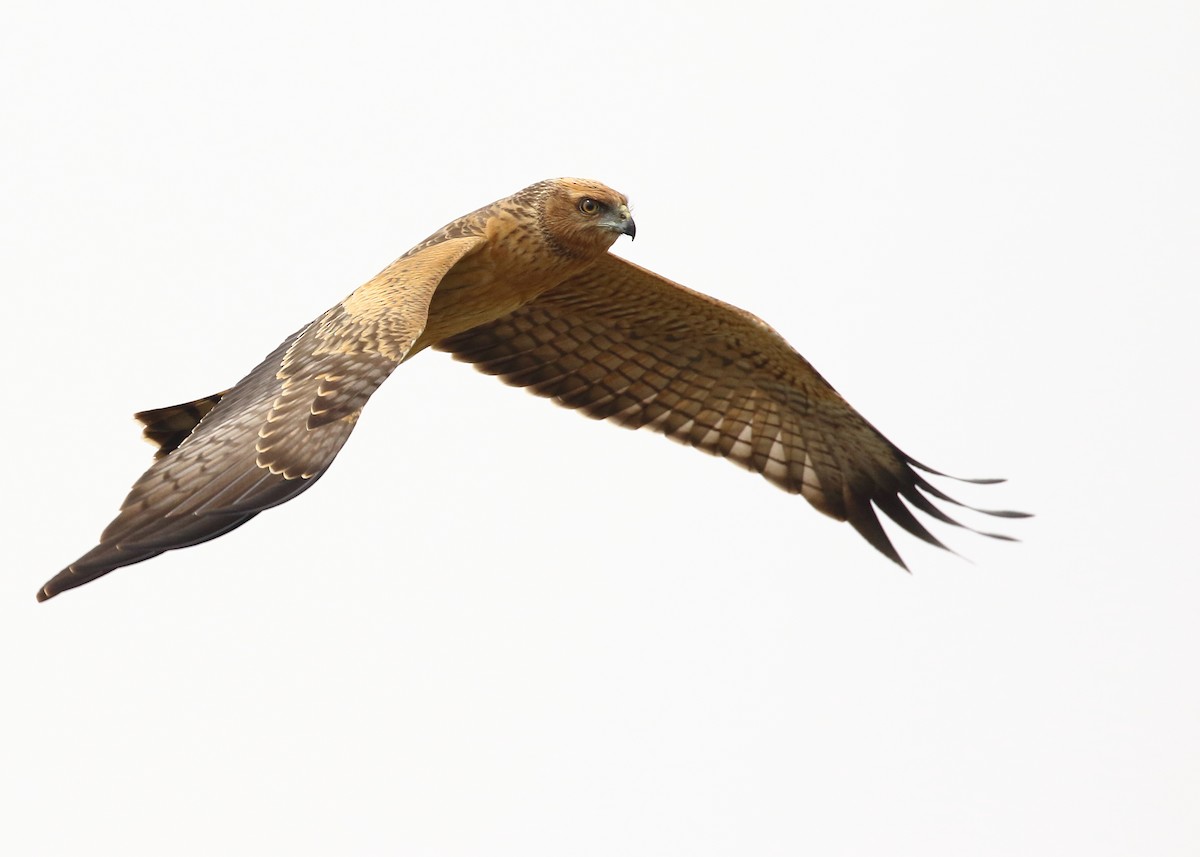 Spotted Harrier - ML191985171