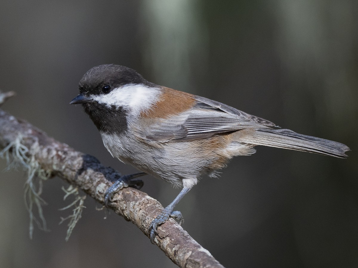 Chestnut-backed Chickadee - Poecile rufescens - Birds of the World