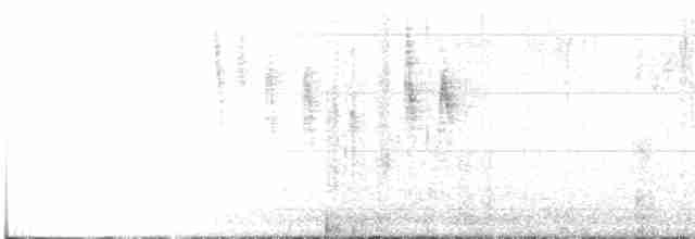Gray Fantail (alisteri) - ML191987471