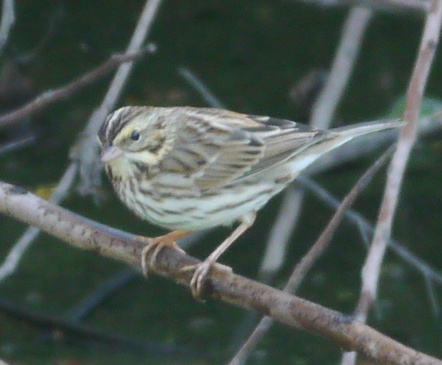 Savannah Sparrow - ML191989671