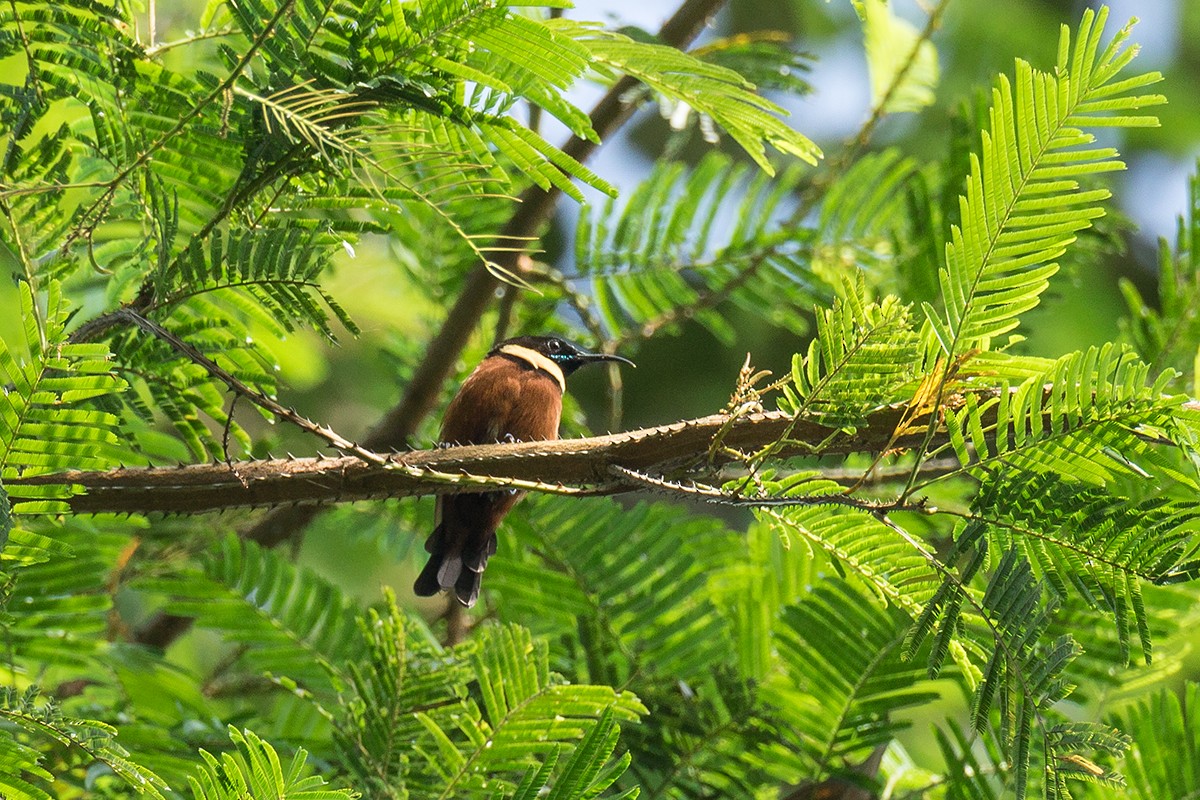 Buff-throated Sunbird - Wich’yanan Limparungpatthanakij