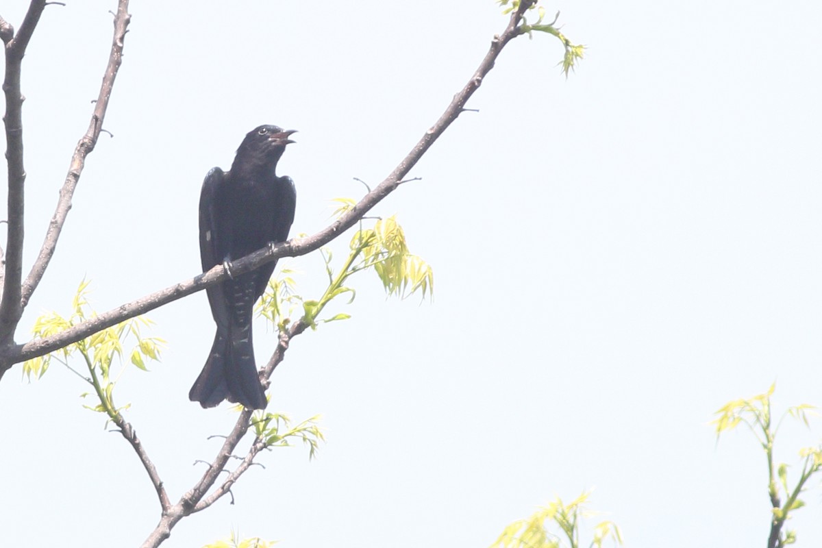 Square-tailed Drongo-Cuckoo - ML191997841